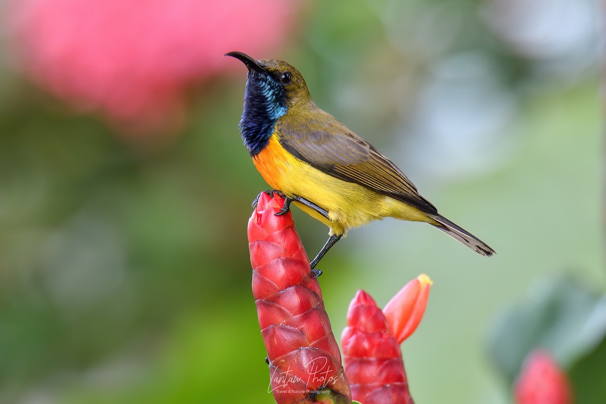 Palawan Sunbird - ML610376478