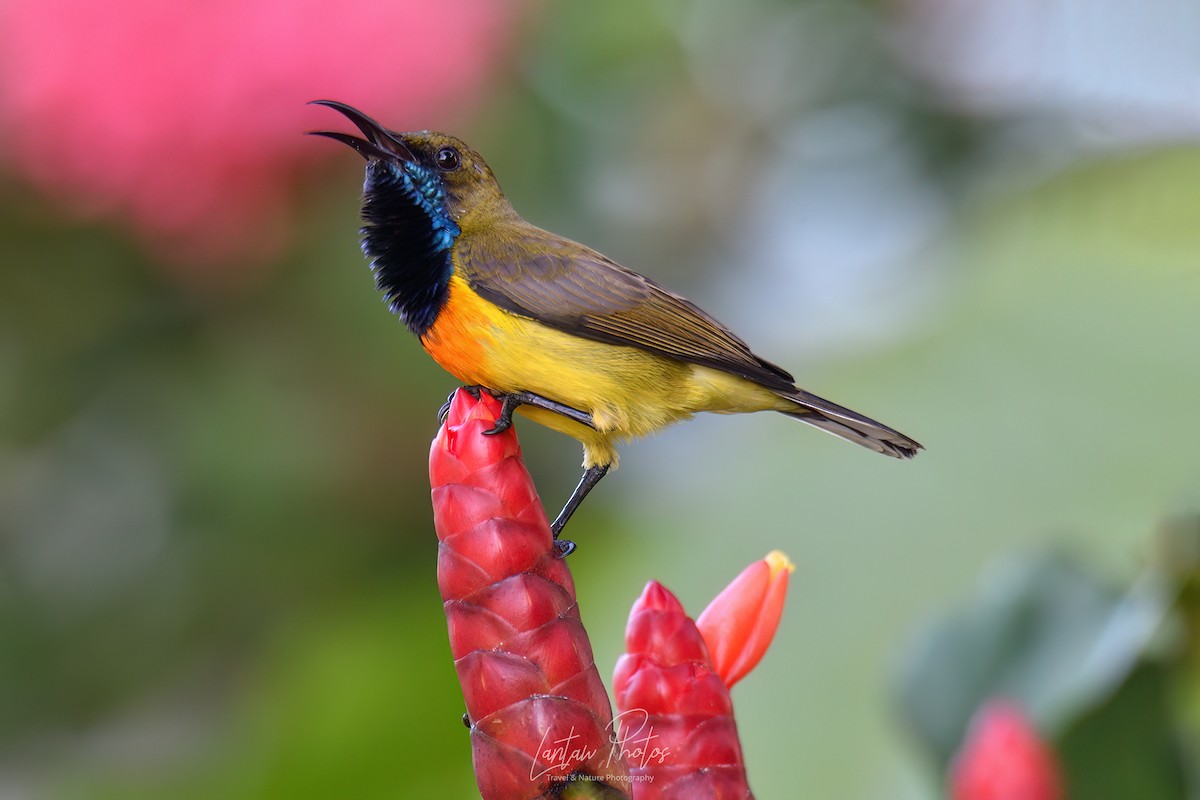 Palawan Sunbird - ML610376479