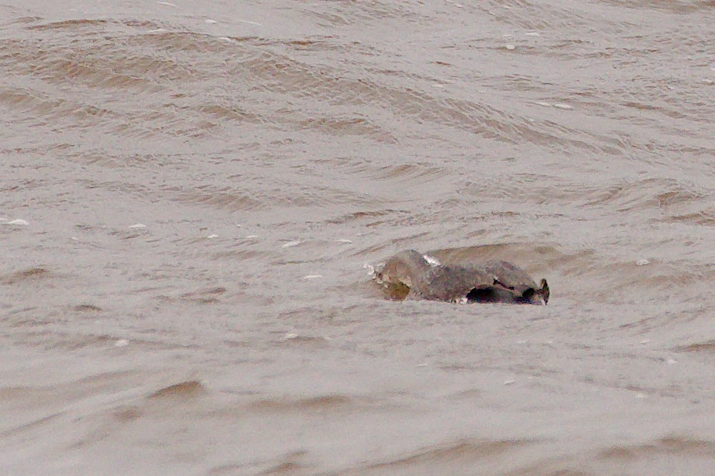 Red-throated Loon - ML610376491