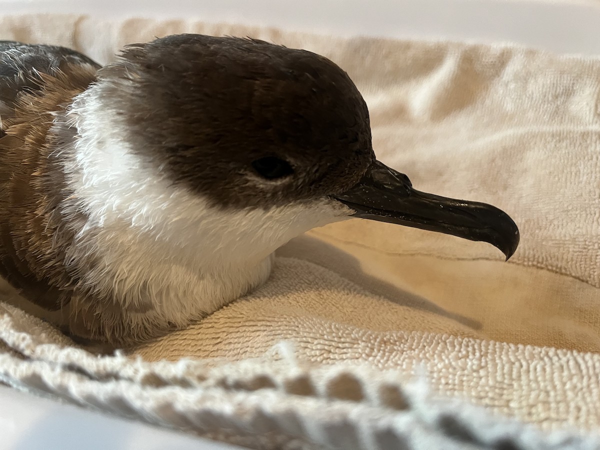 Great Shearwater - ML610376501