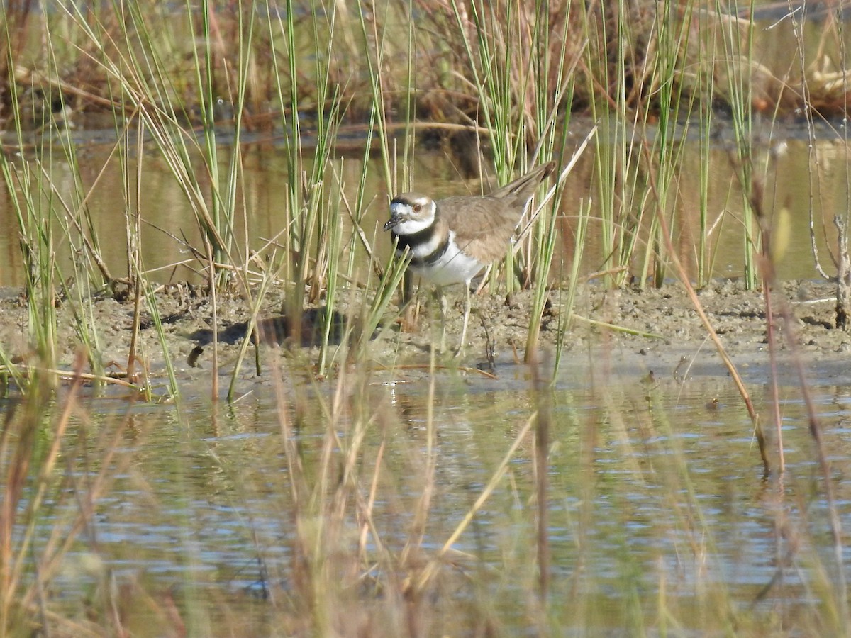 Killdeer - ML610376523