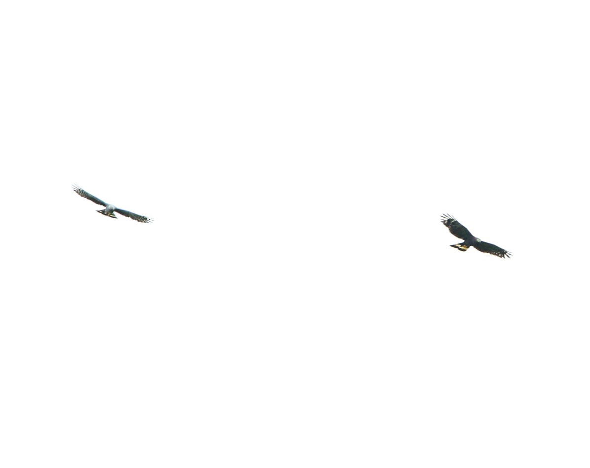 Hook-billed Kite - ML610376596