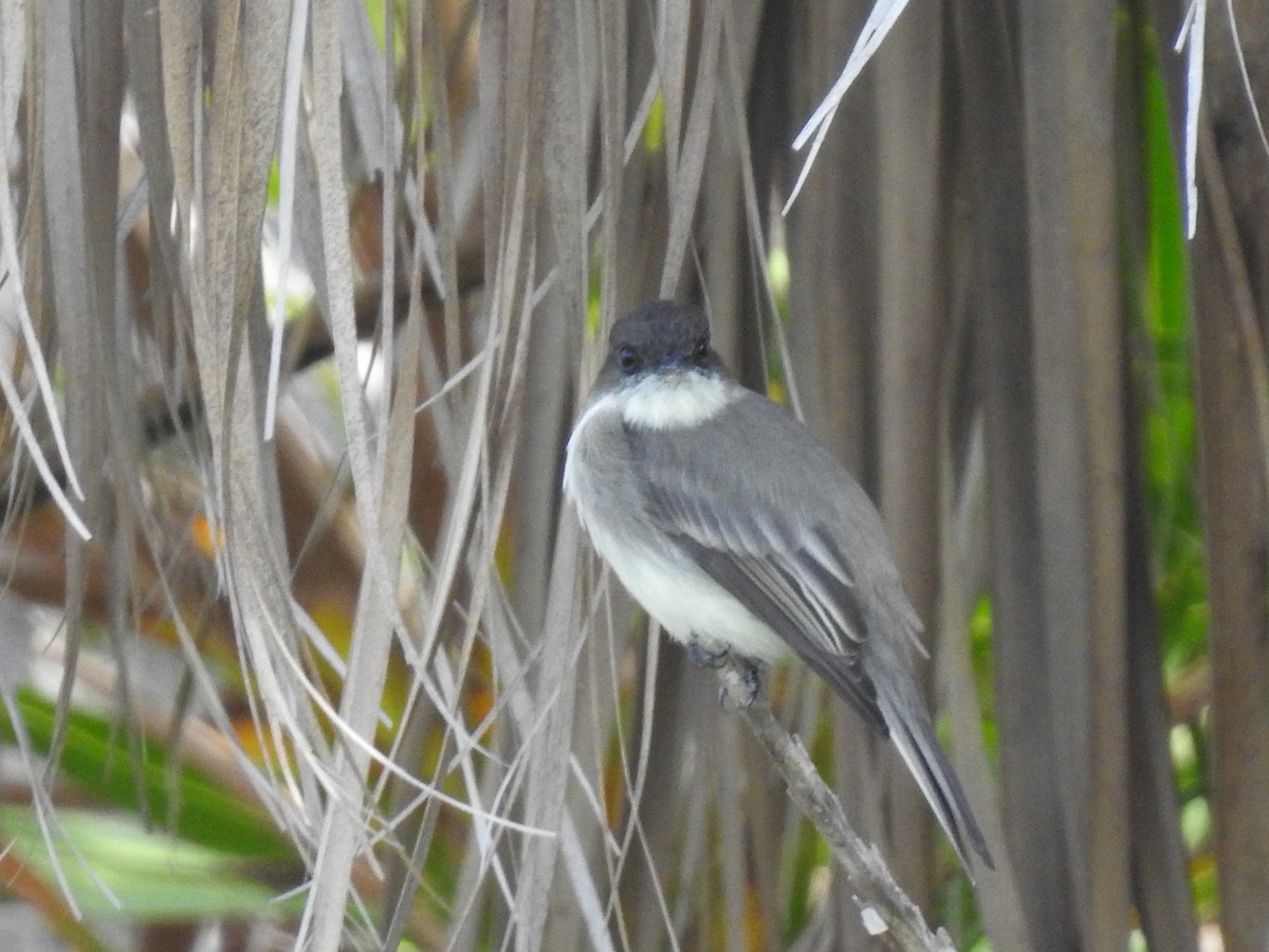 Eastern Phoebe - ML610376615