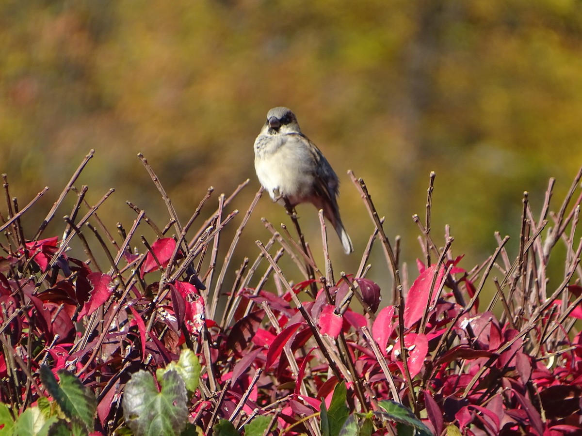 House Sparrow - ML610376623