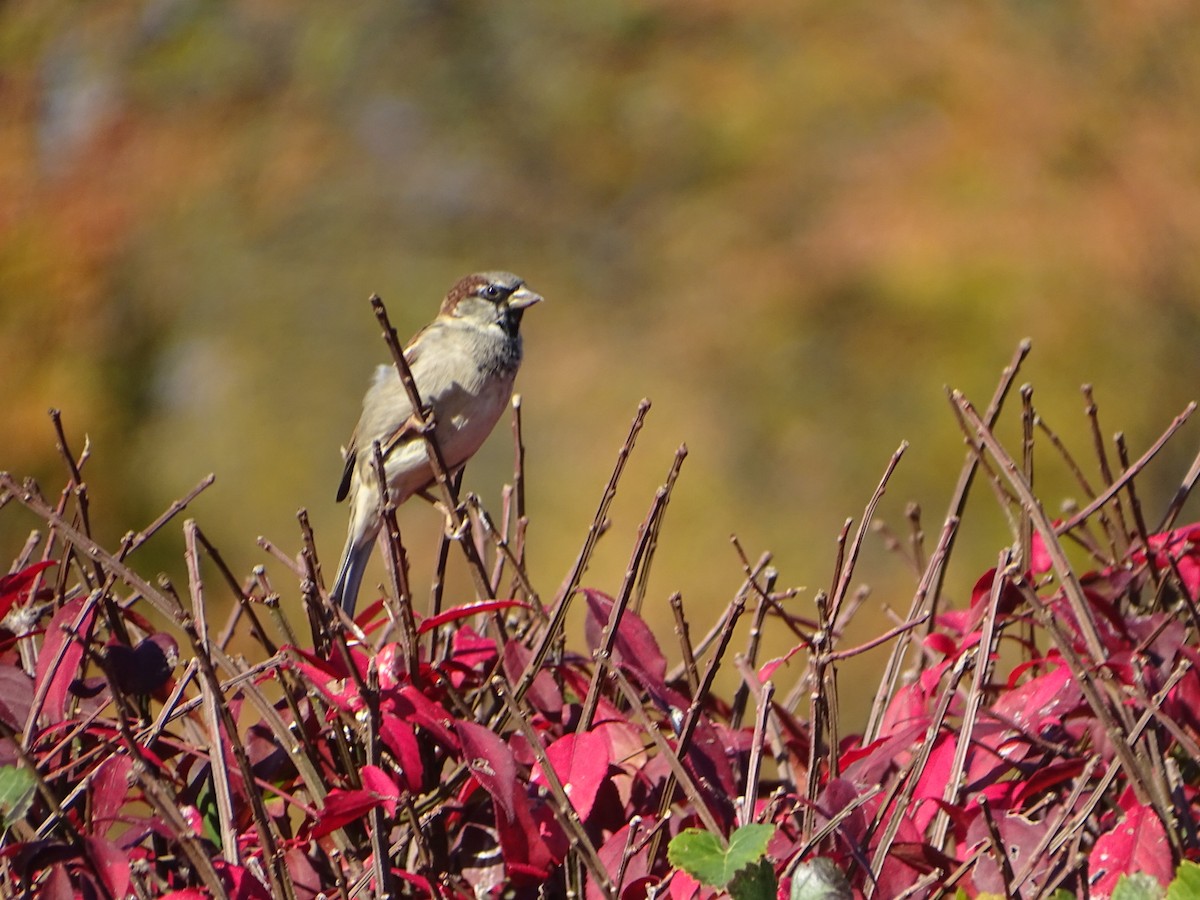 House Sparrow - ML610376624