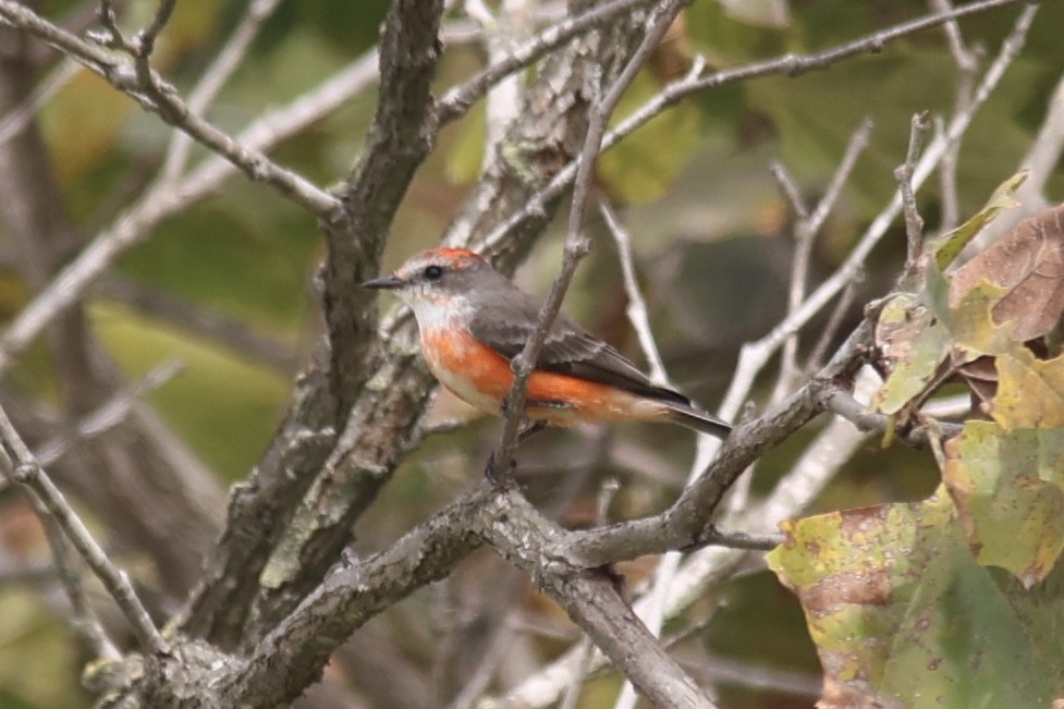 Vermilion Flycatcher - Ann Stockert