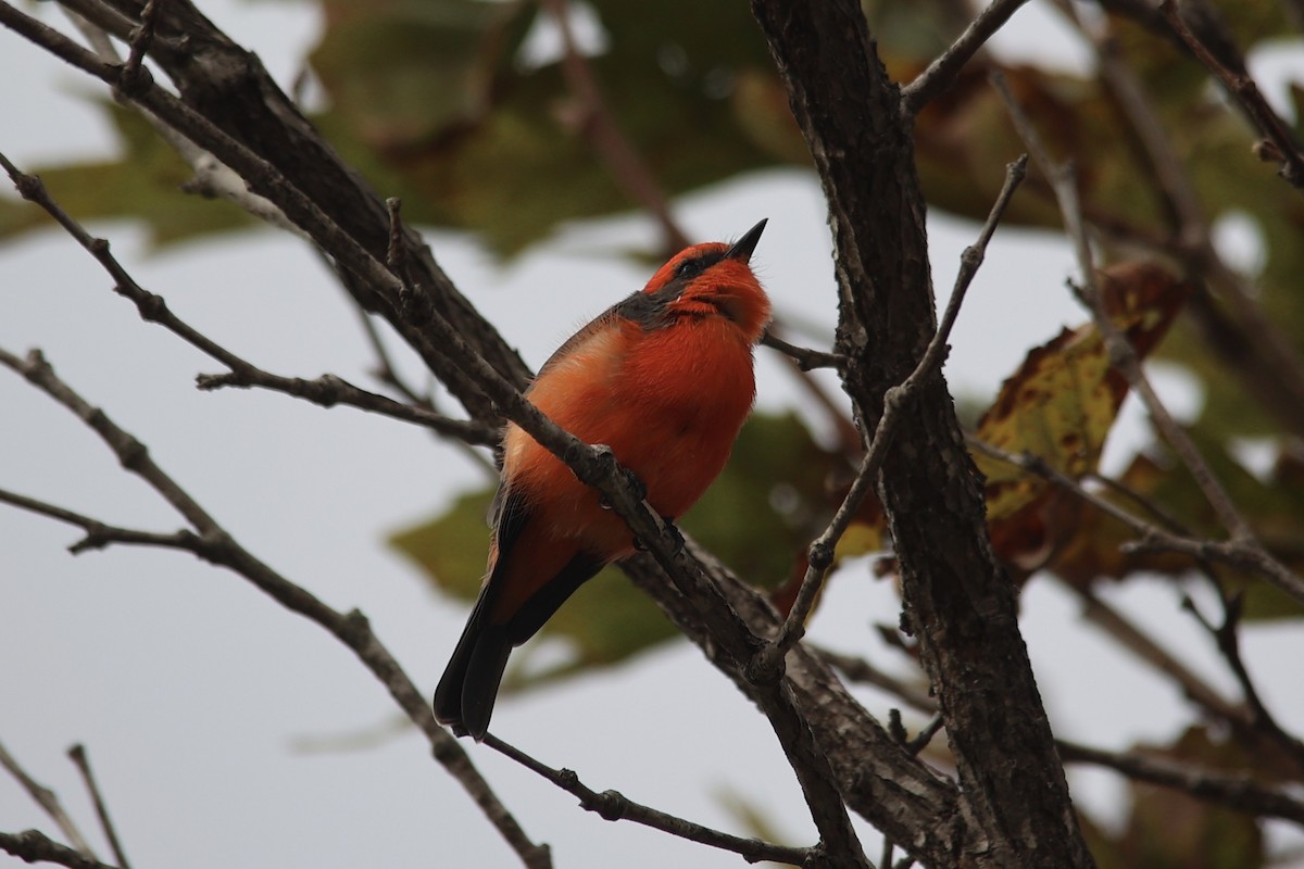 Vermilion Flycatcher - ML610376659