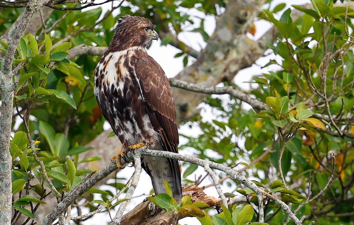 Red-tailed Hawk - ML610376707