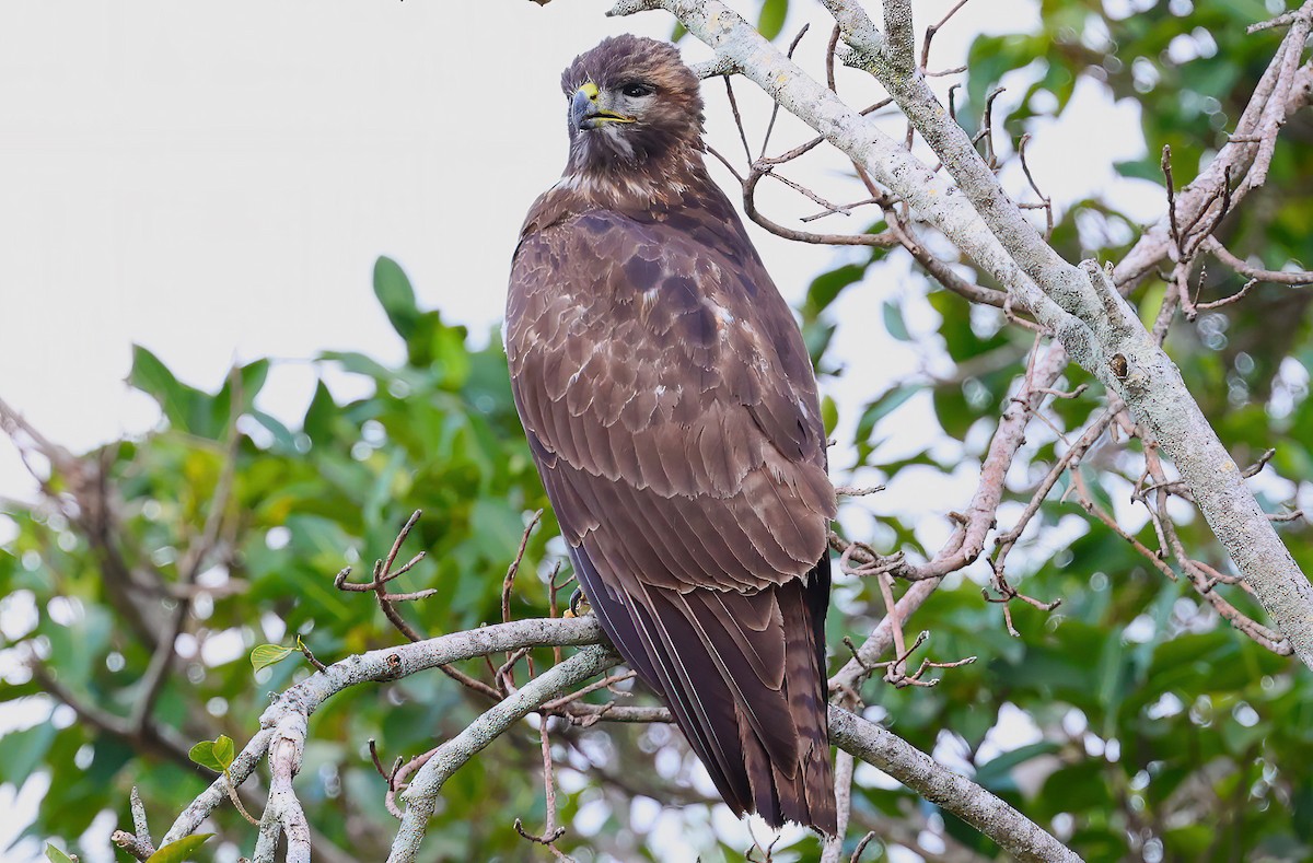 Red-tailed Hawk - ML610376708