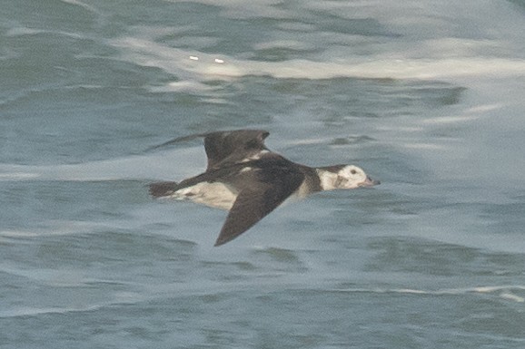 Long-tailed Duck - ML610376744