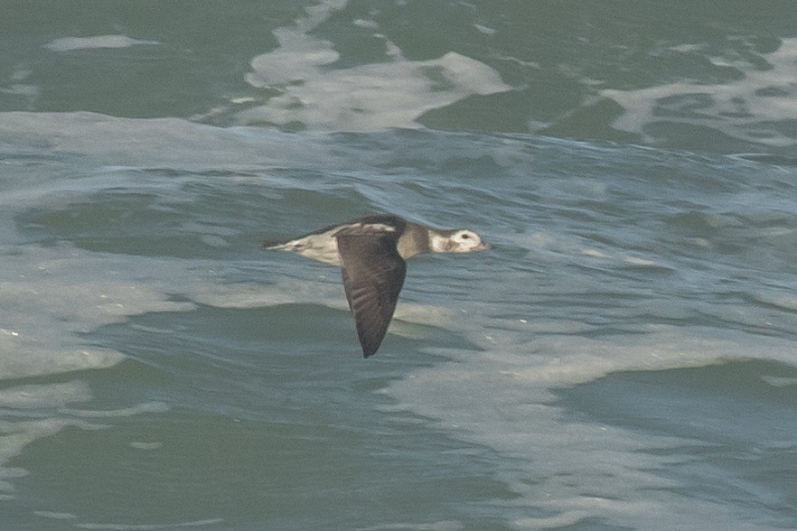 Long-tailed Duck - ML610376745