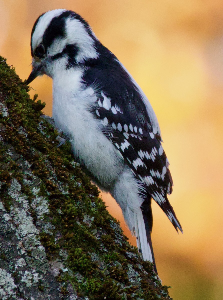 Downy Woodpecker - ML610376800