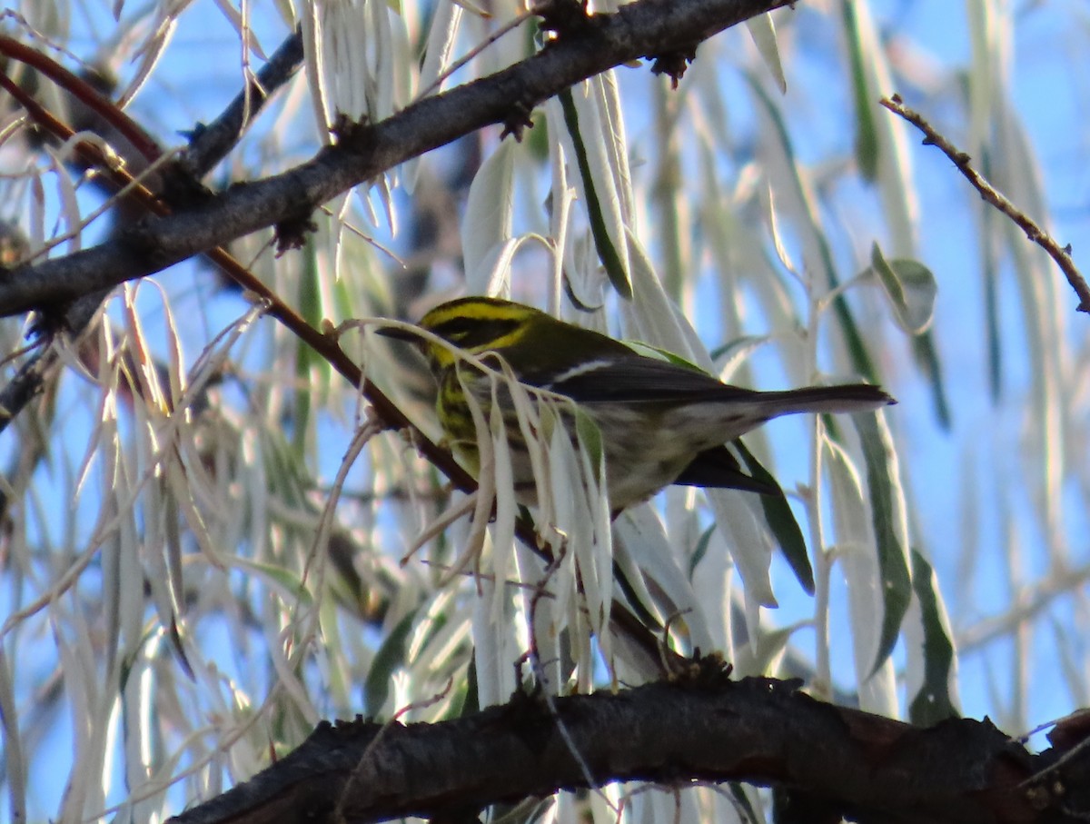 Townsend's Warbler - ML610376872