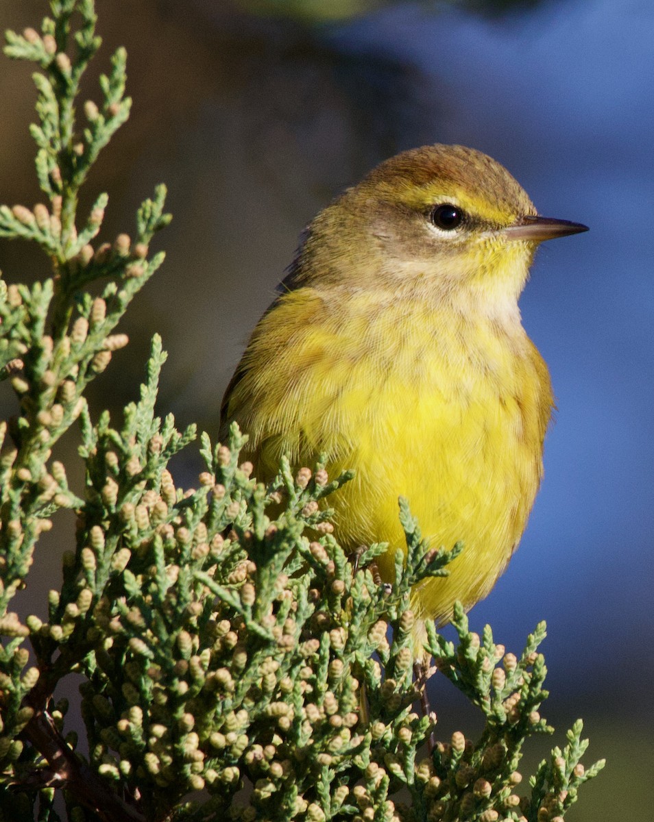 Palm Warbler - ML610376880