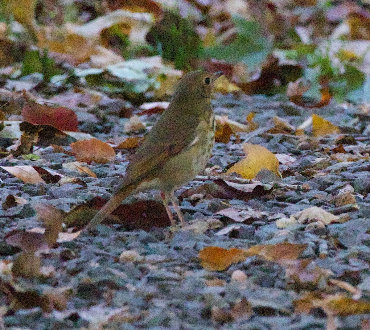 Hermit Thrush - ML610376920