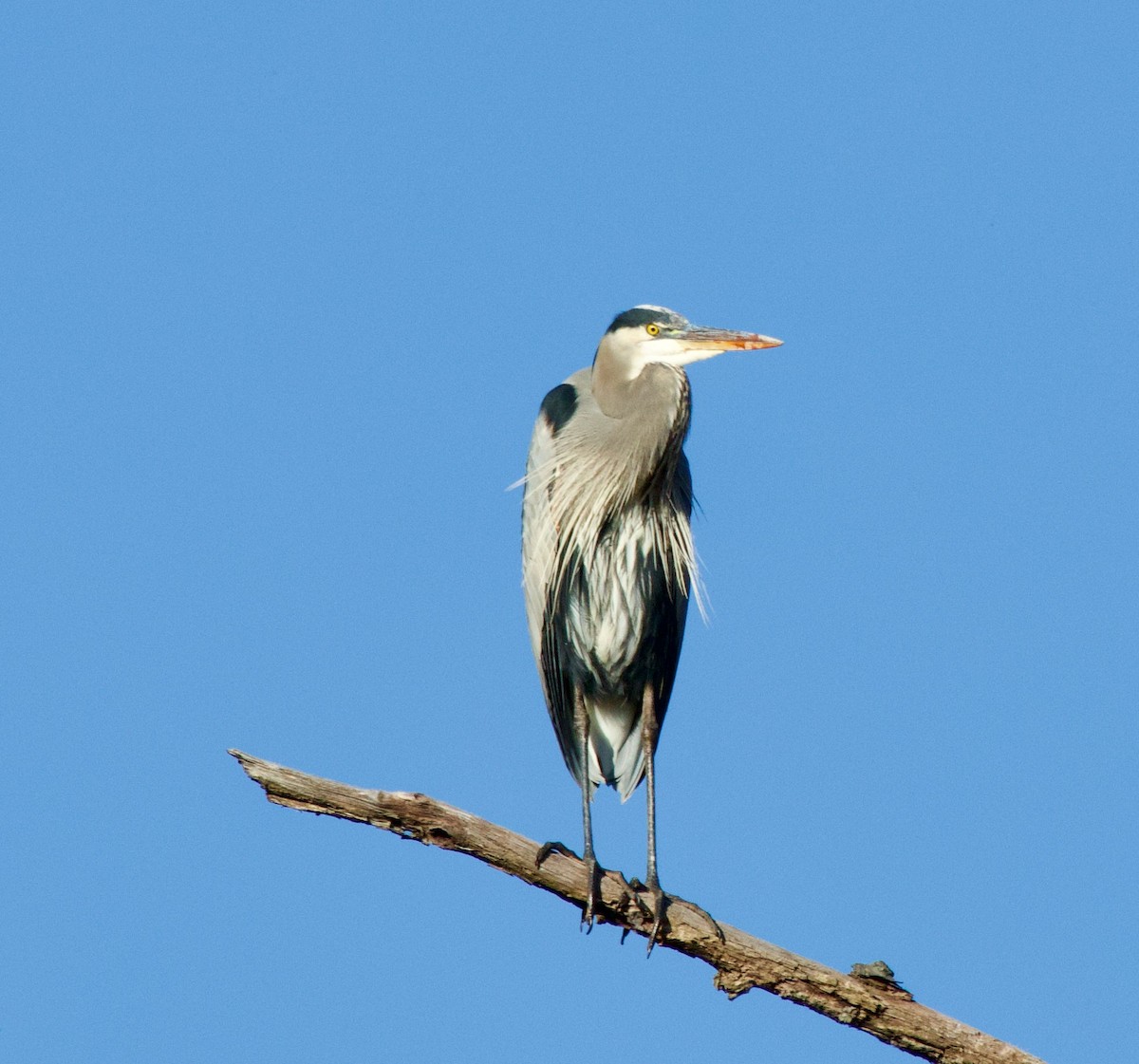 Garza Azulada - ML610376930