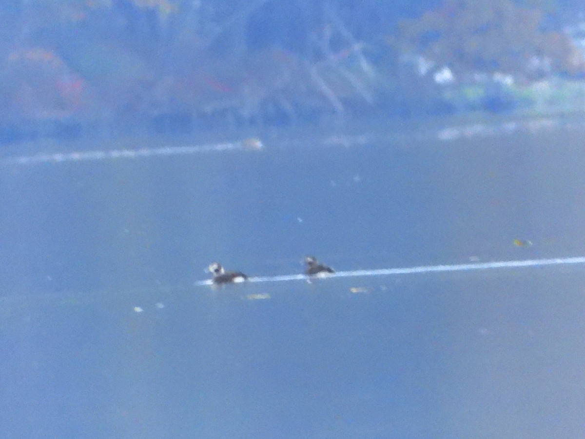 Long-tailed Duck - ML610376944