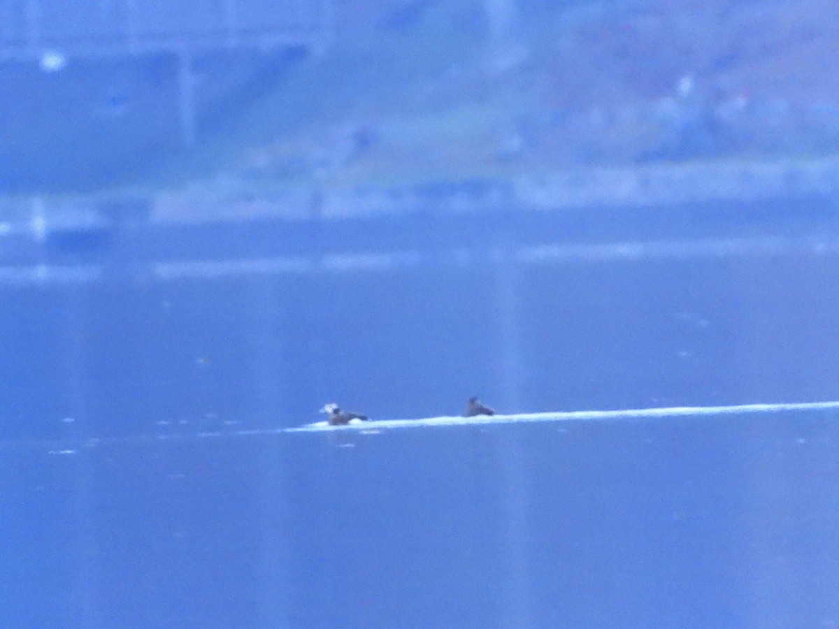 Long-tailed Duck - ML610376945