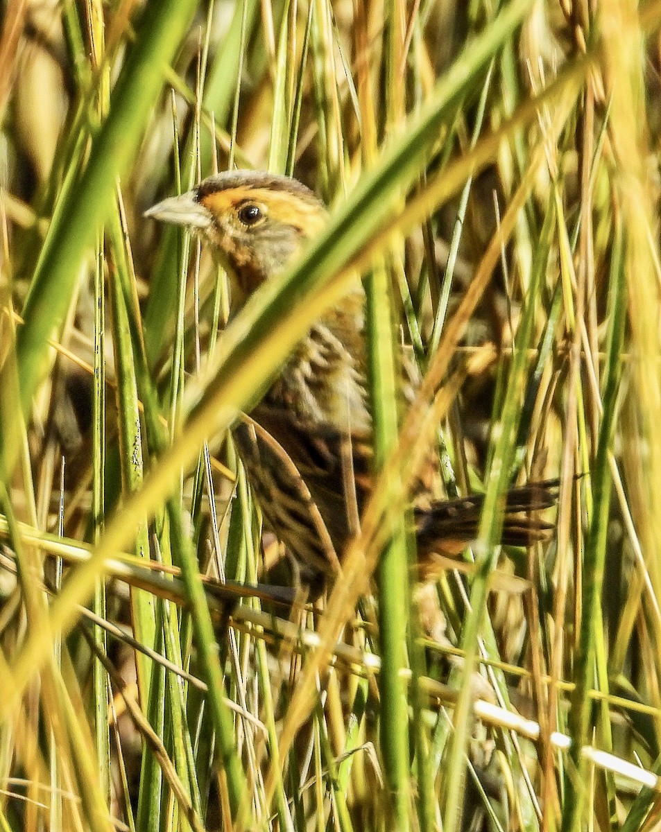 Saltmarsh Sparrow - Vicki Chatel  (*v*)