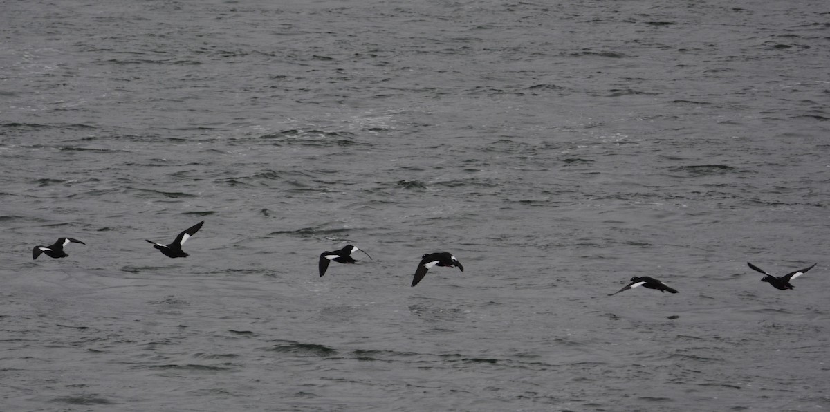 White-winged Scoter - ML610377035