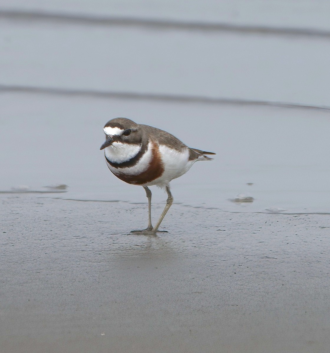 Double-banded Plover - ML610377064
