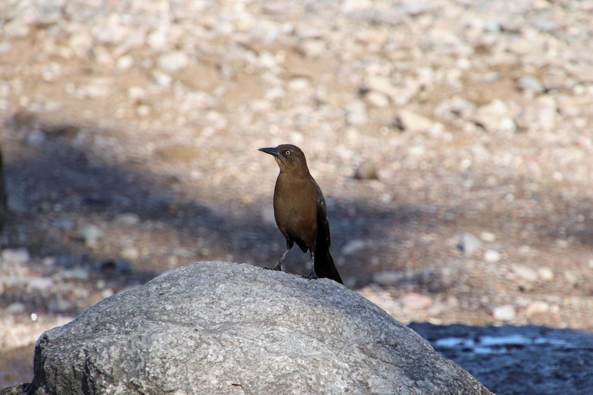 Great-tailed Grackle - ML610377071