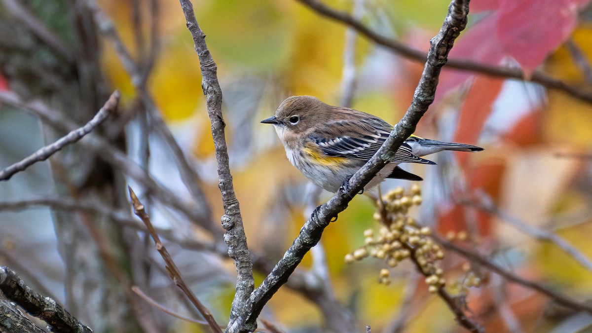 Yellow-rumped Warbler - ML610377138