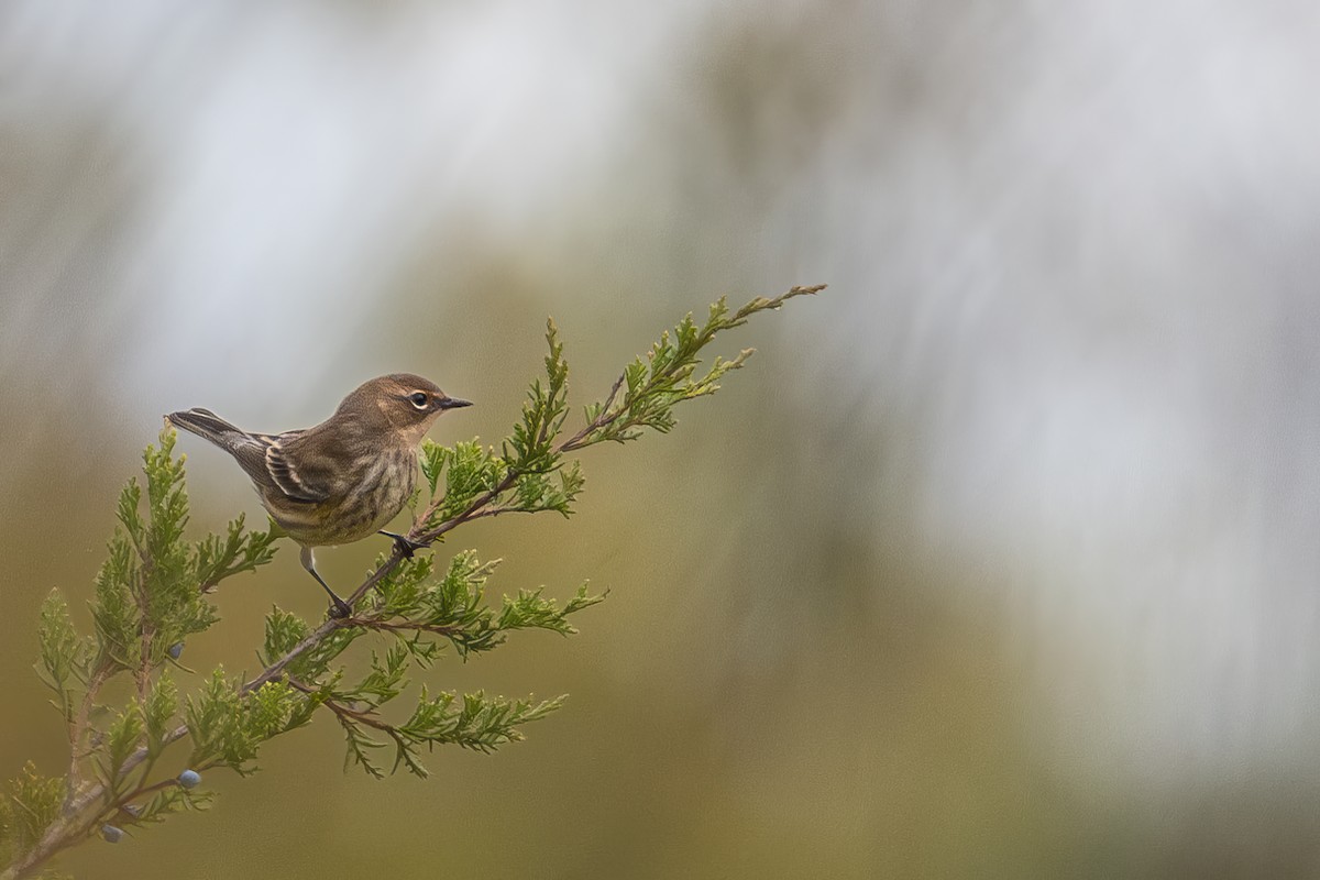 Yellow-rumped Warbler - ML610377142