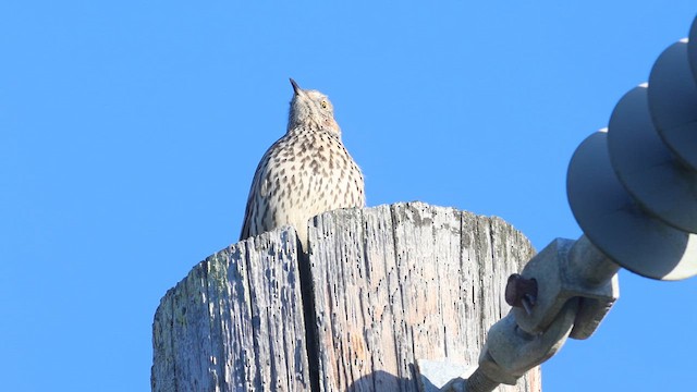 Sage Thrasher - ML610377192