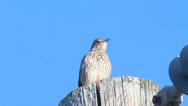 Sage Thrasher - ML610377229