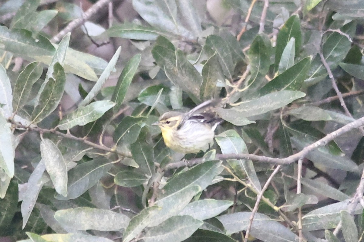 Blackburnian Warbler - ML610377248