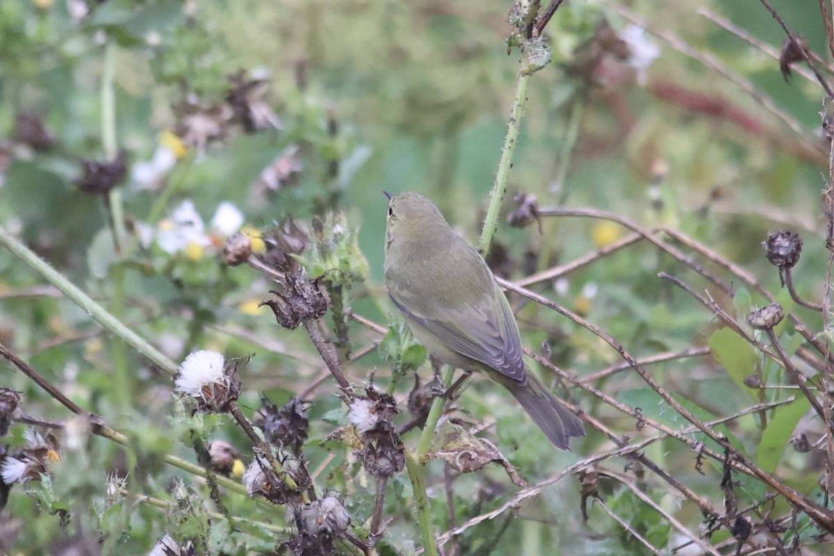 Orange-crowned Warbler - ML610377258