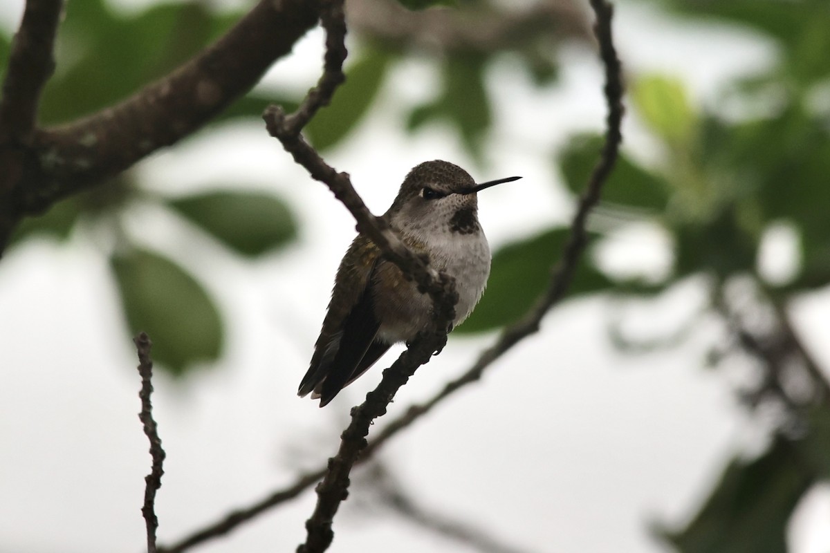Anna's Hummingbird - ML610377297