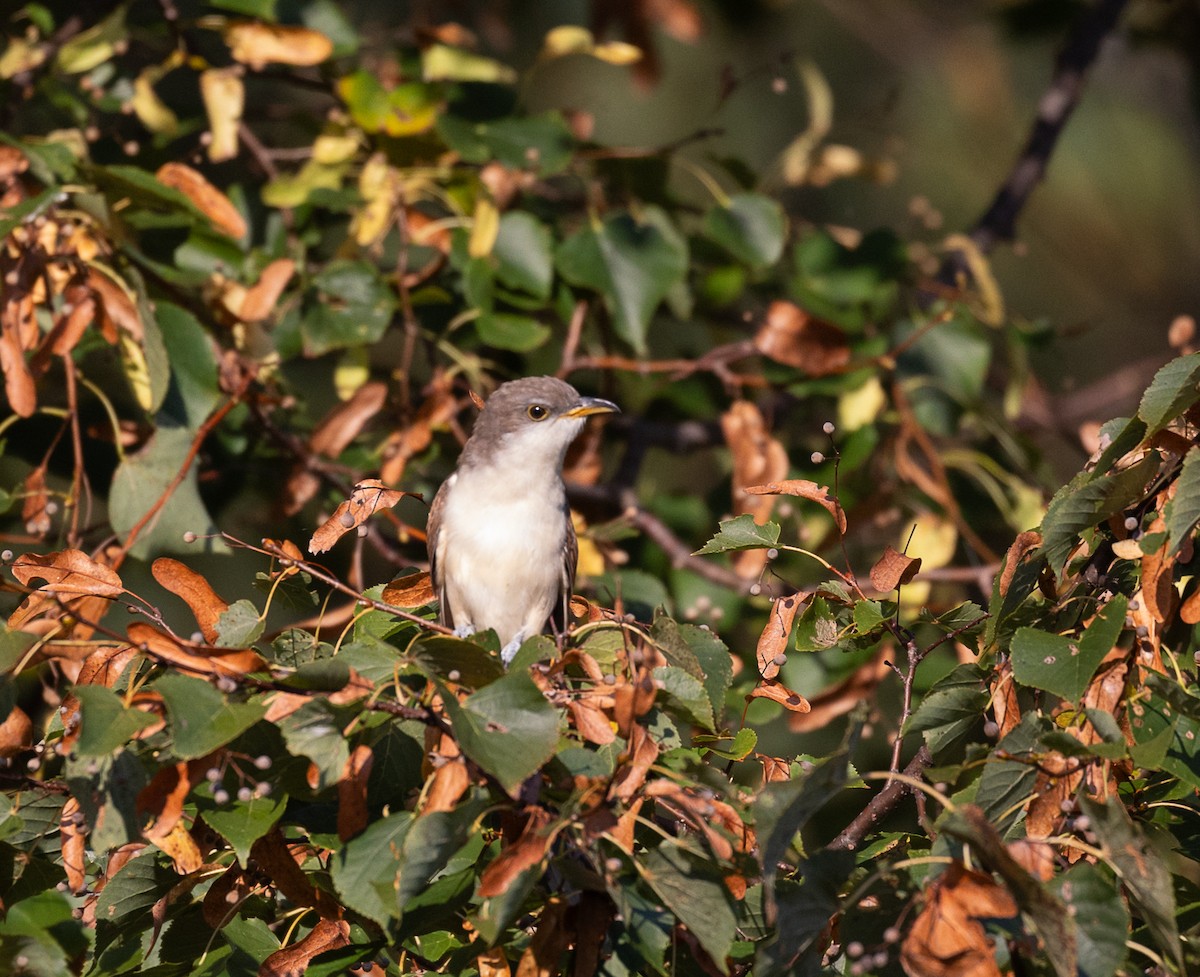 Yellow-billed Cuckoo - ML610377484