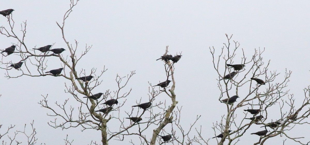 Common Grackle - Joe Gyekis