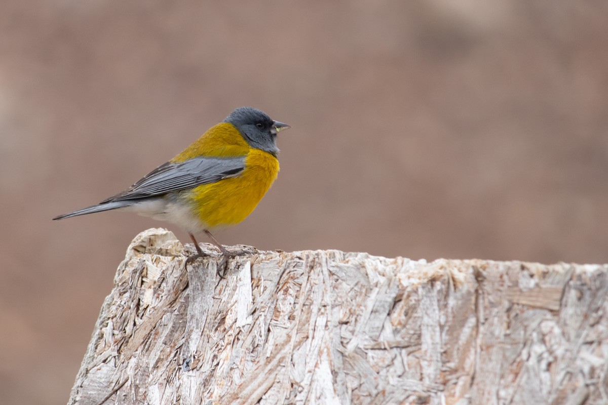 Gray-hooded Sierra Finch - ML610377561