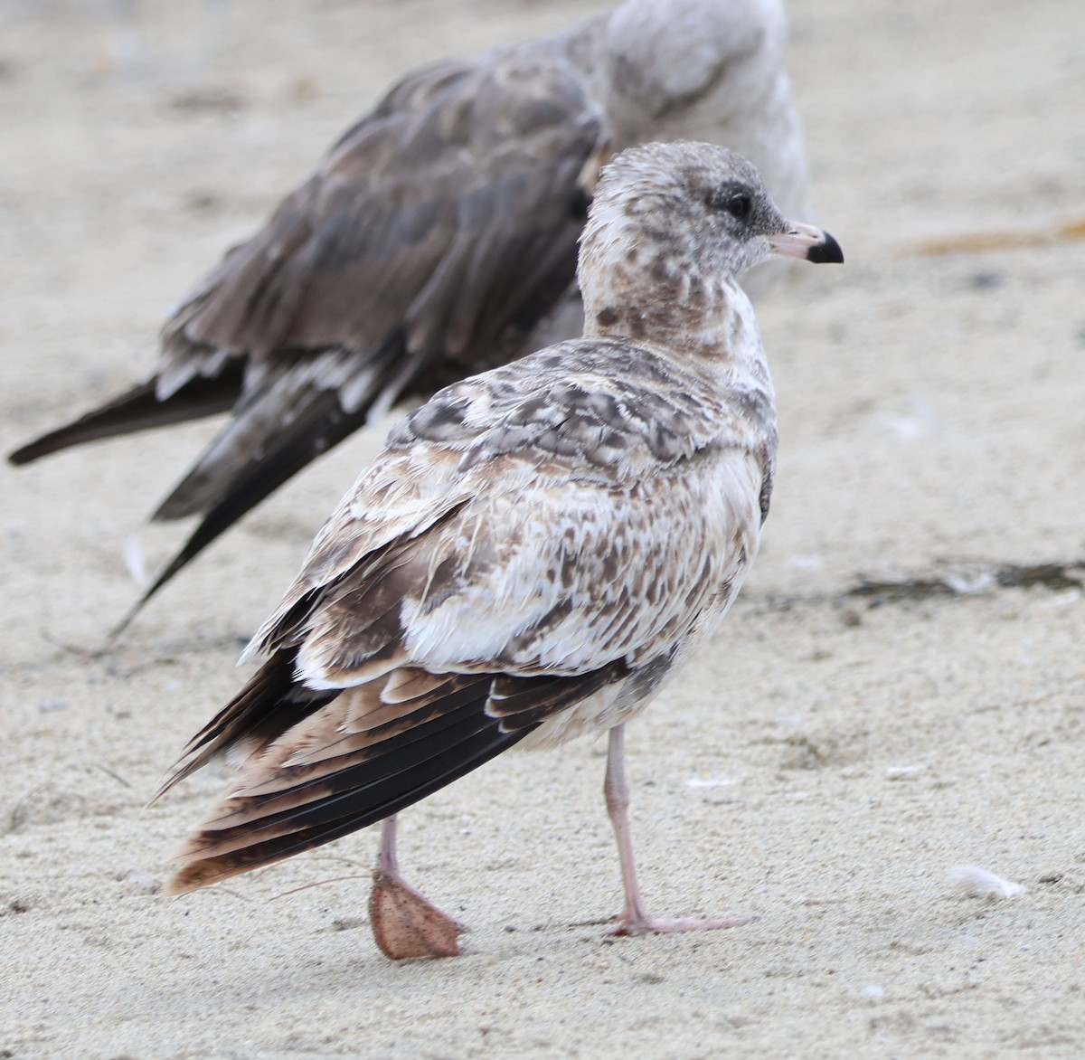 California Gull - Diane Etchison