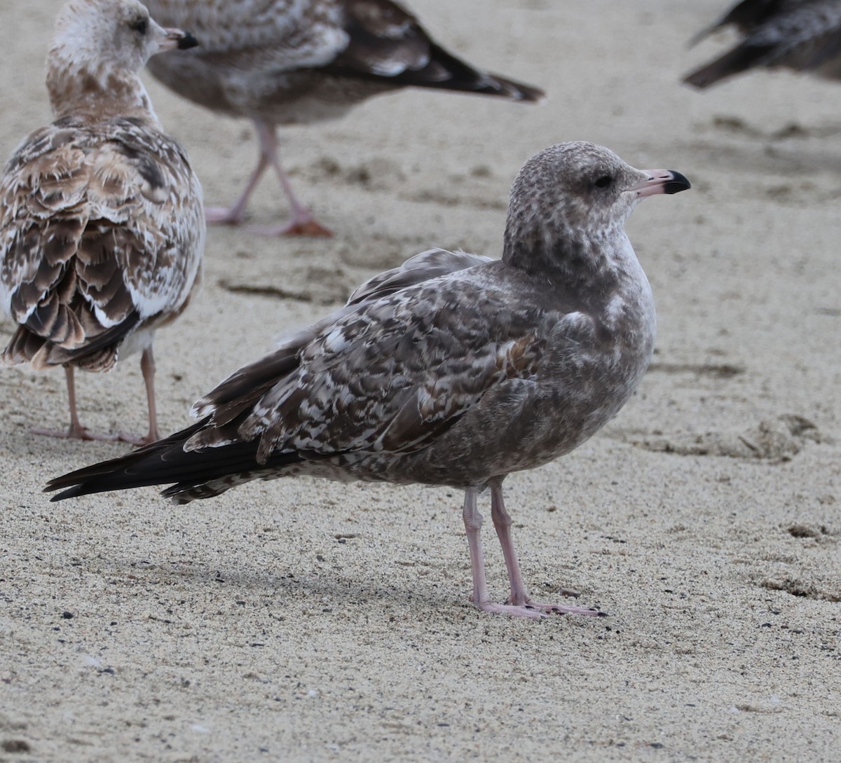 California Gull - Diane Etchison