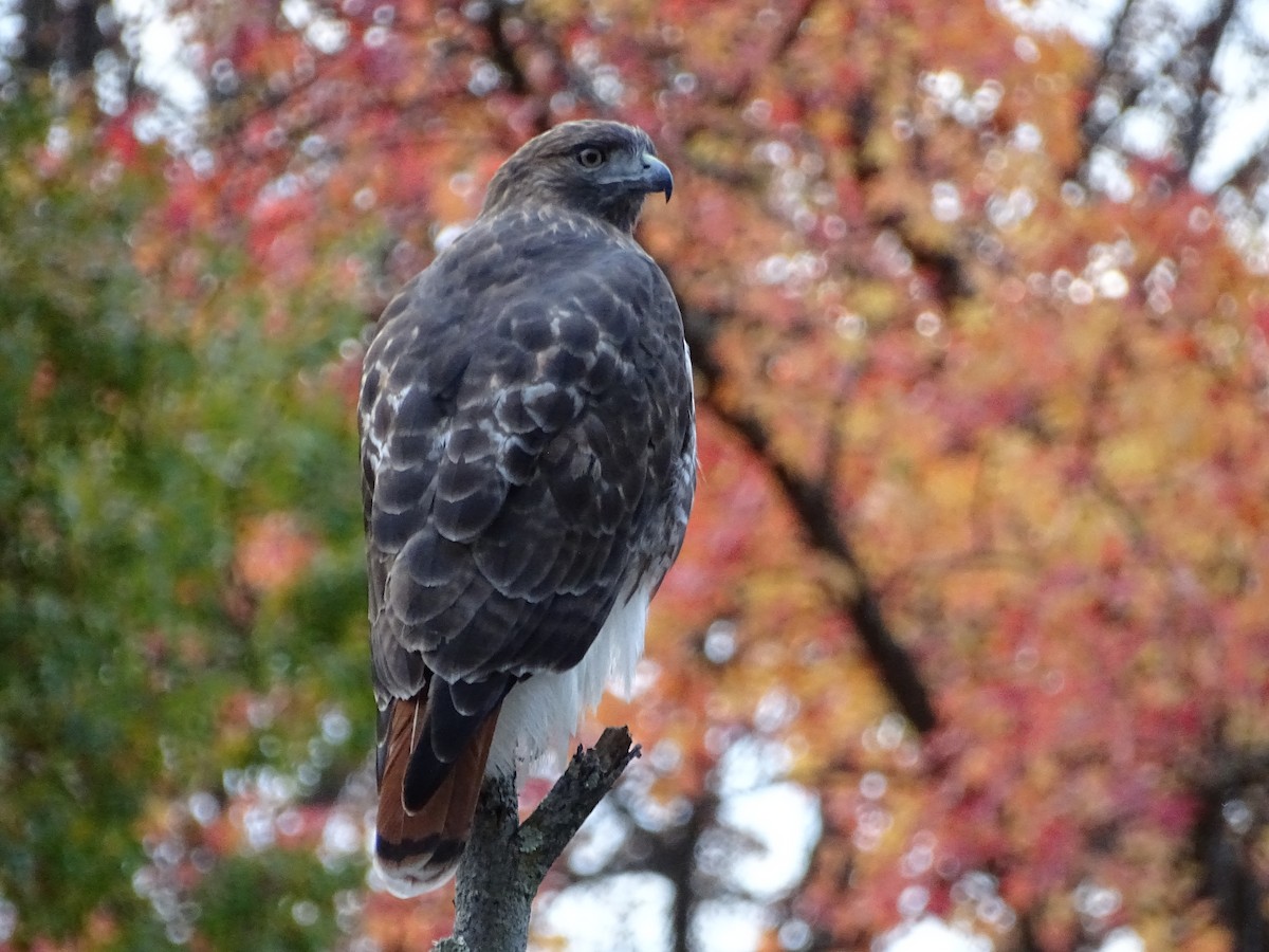 Red-tailed Hawk - ML610377709