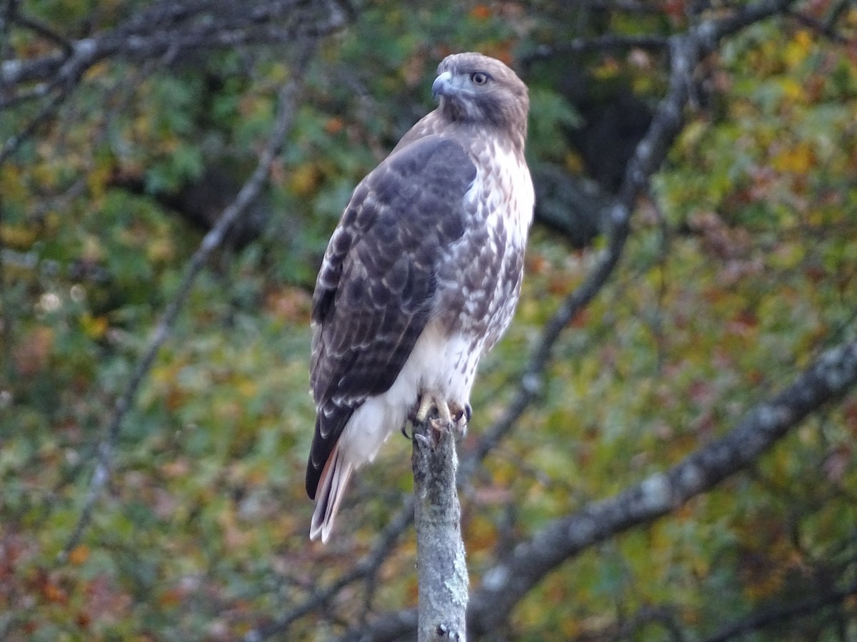 Red-tailed Hawk - ML610377758