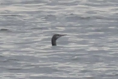 Red-throated Loon - ML610377861