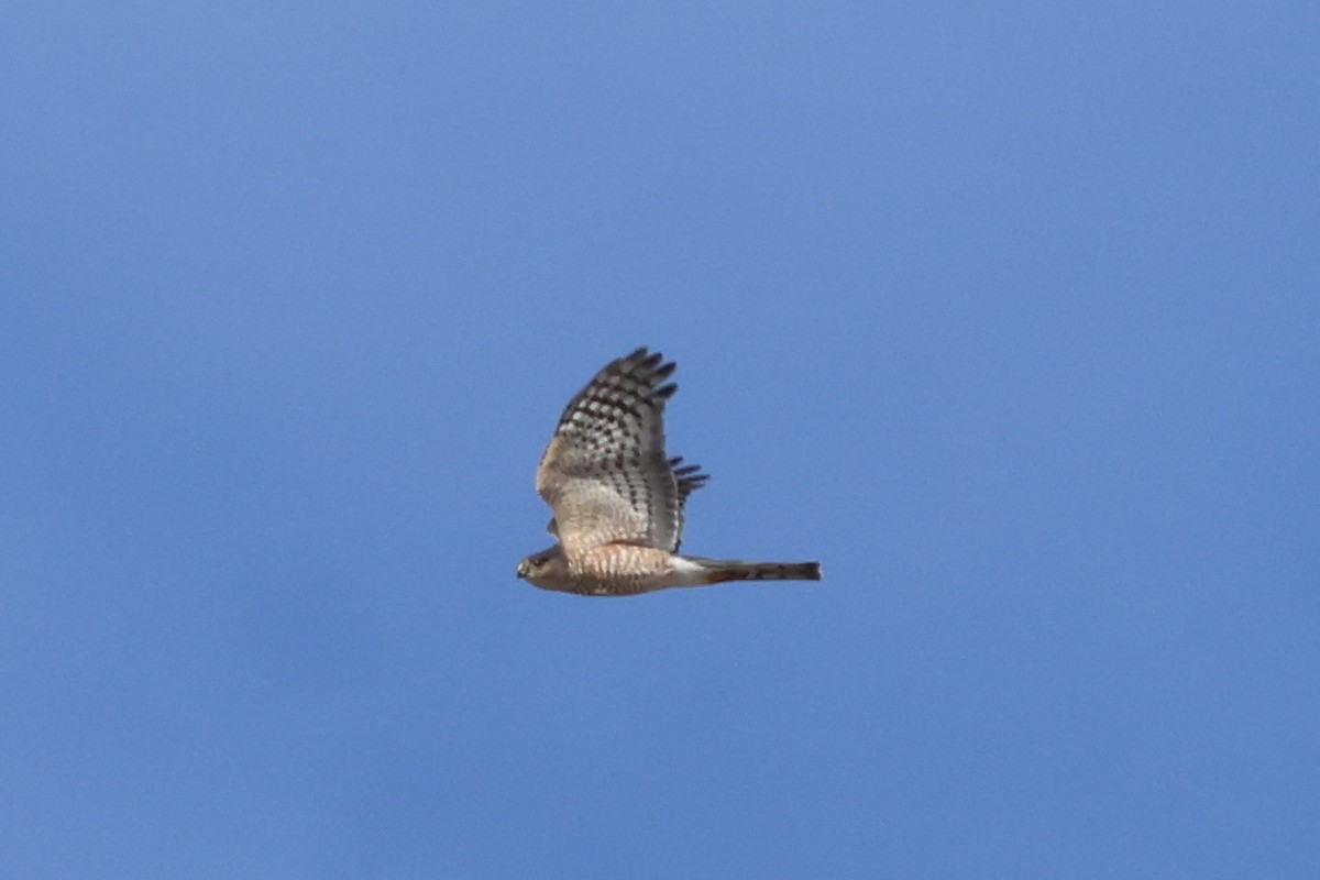 Sharp-shinned Hawk - ML610377864