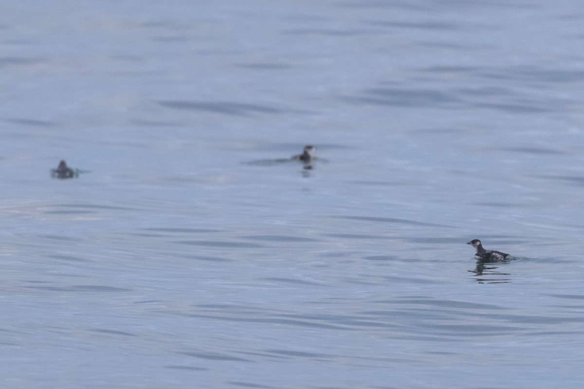 Marbled Murrelet - ML610377917