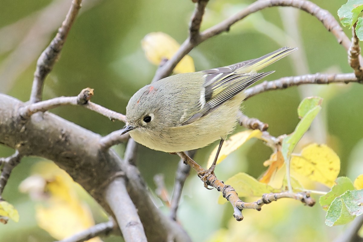 Ruby-crowned Kinglet - Bob Walker