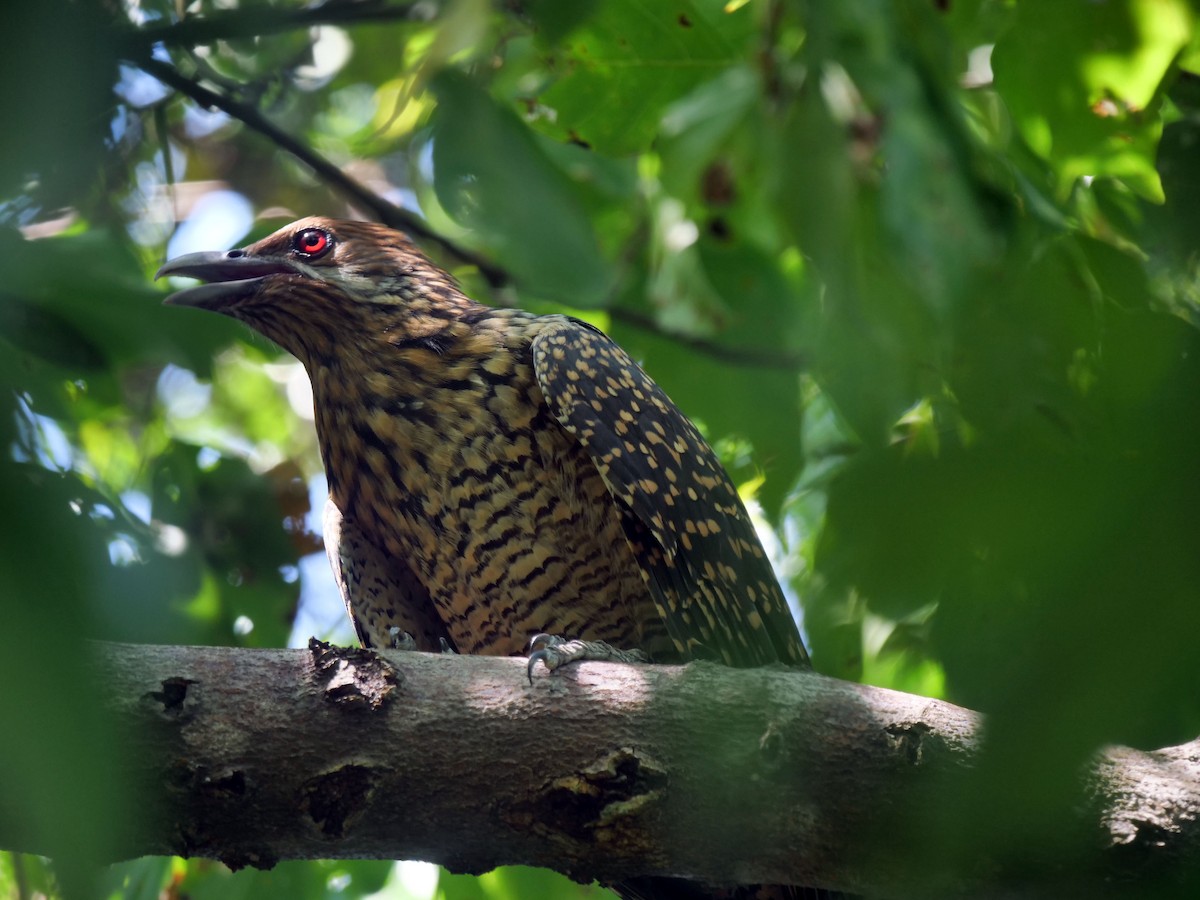 Asian Koel - ML610377950