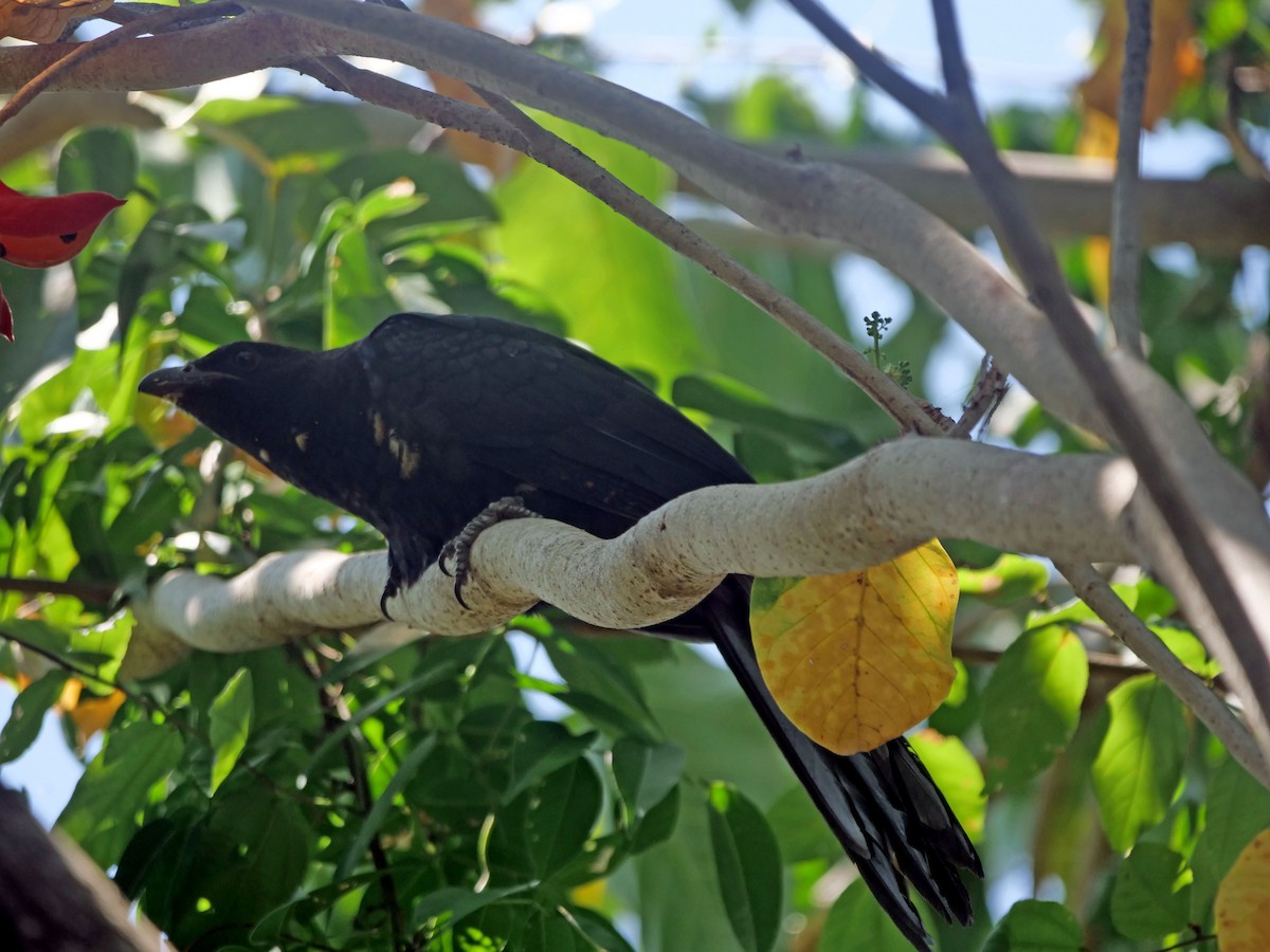 Asian Koel - ML610377951