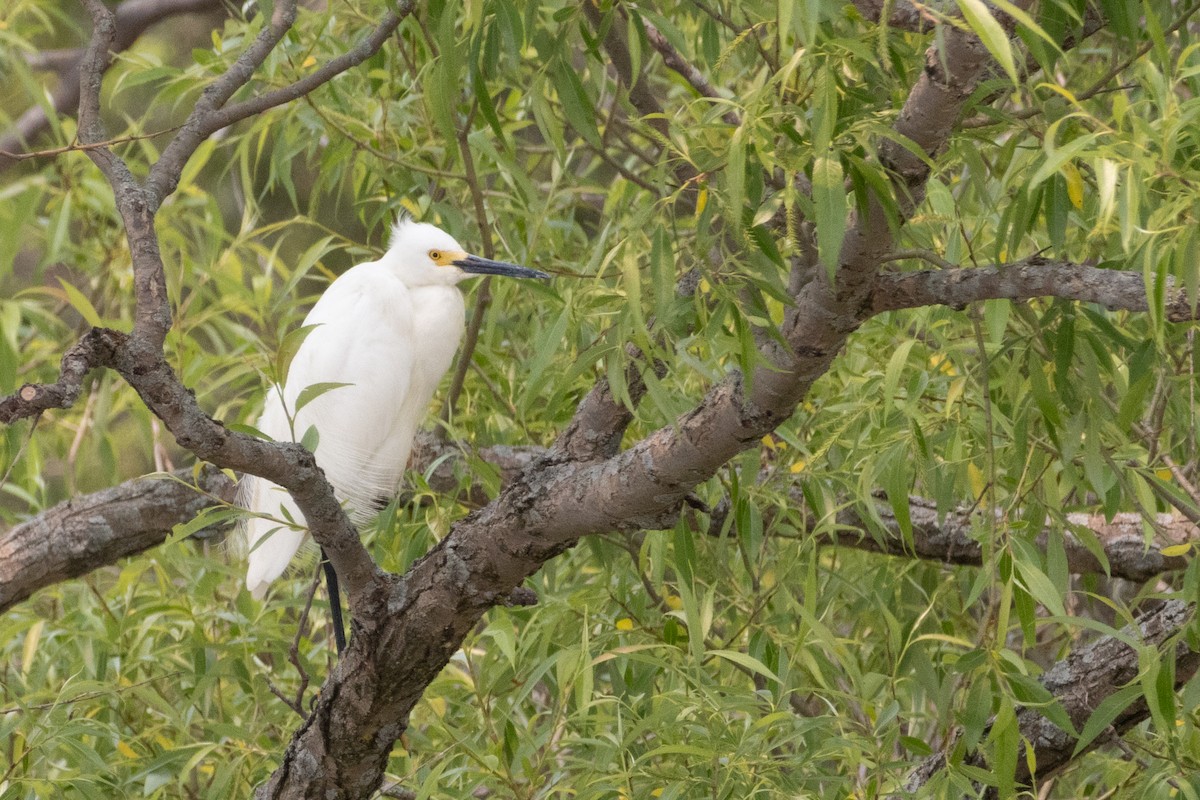 Snowy Egret - ML610377955