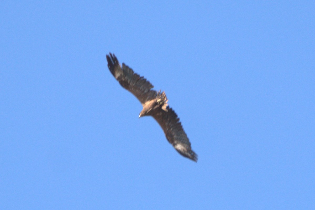 Lesser Spotted Eagle - ML610378067