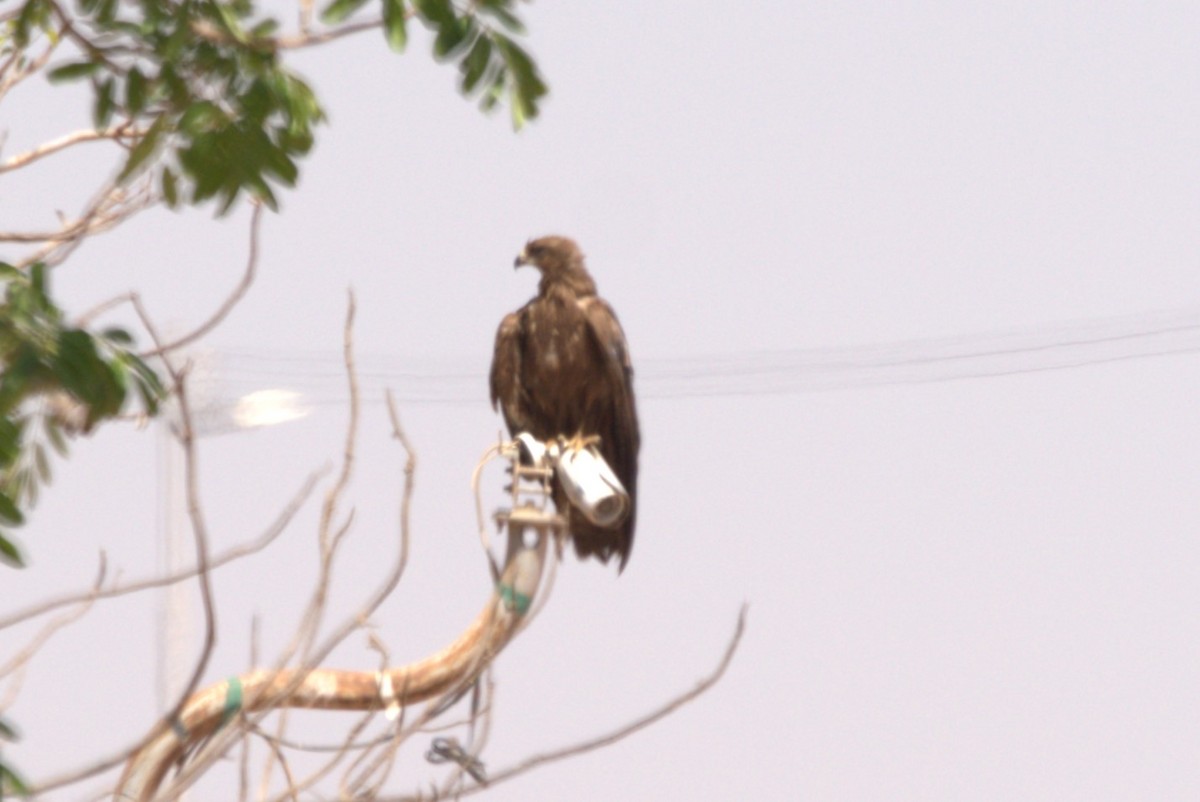 Lesser Spotted Eagle - ML610378098
