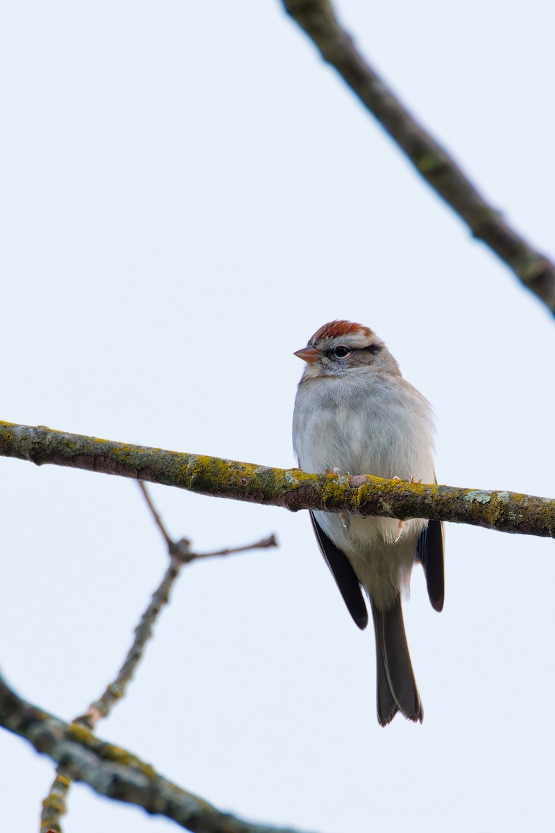Chipping Sparrow - ML610378215